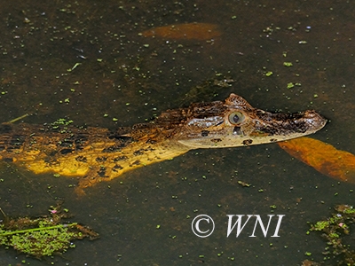 Broad-snouted Caiman (Caiman latirostris)